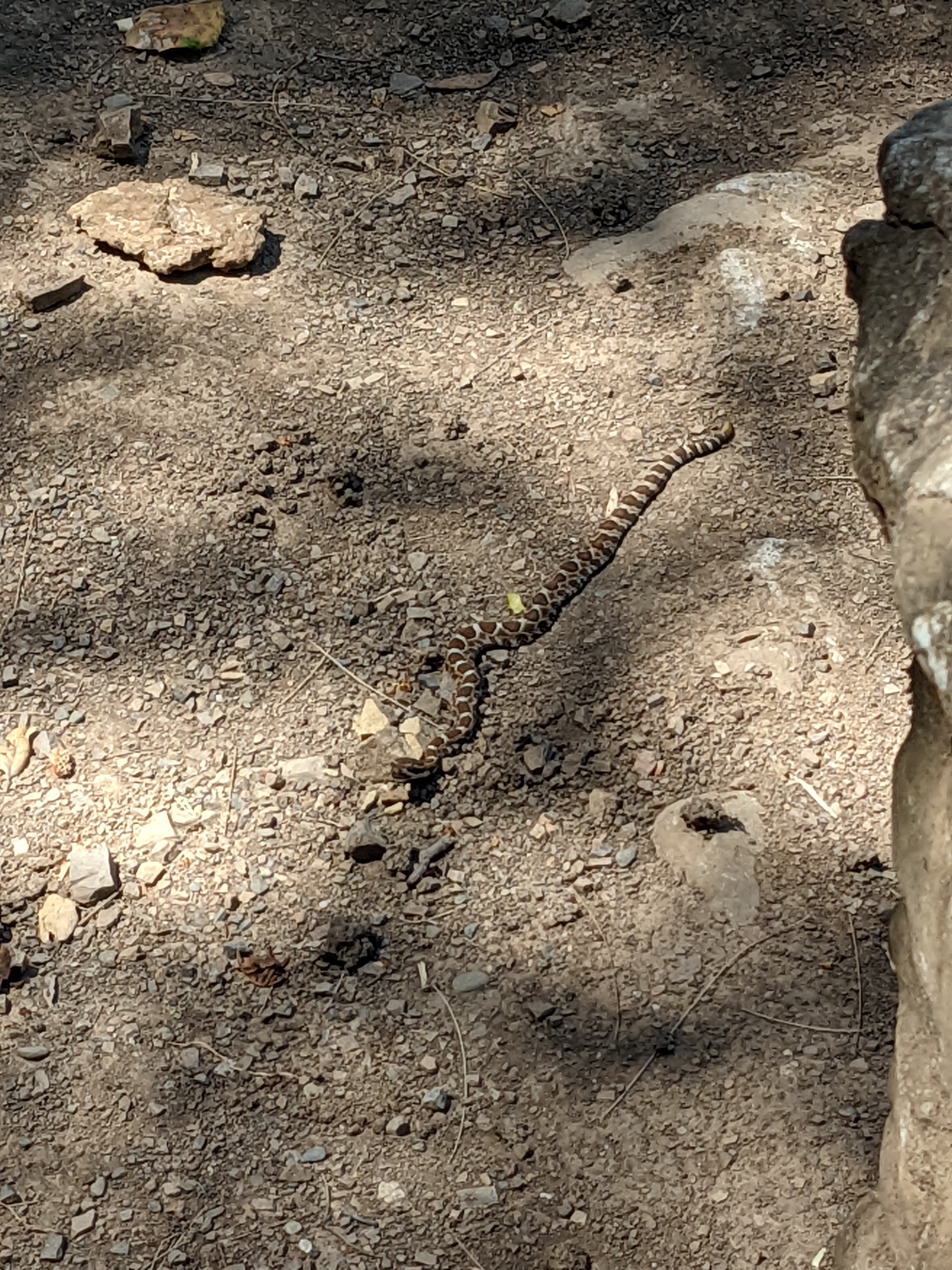 Baby rattlesnake on a hiking trail